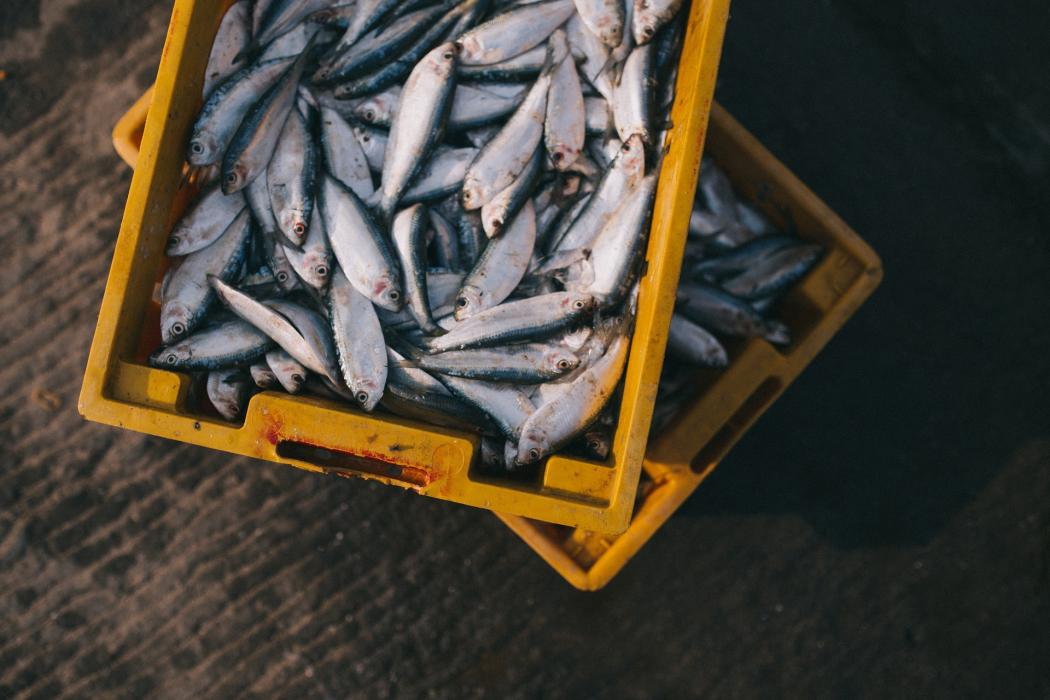 Unas cajas llenas de peces pequeños para semana santa 