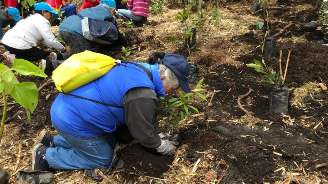 Récord en plantación de árboles