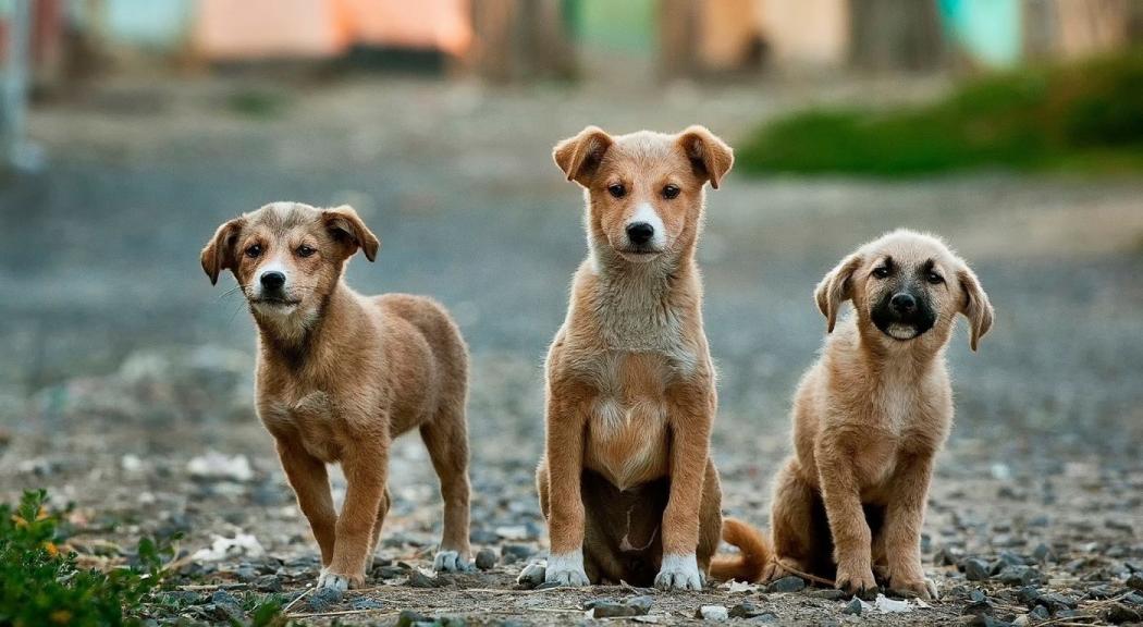 Imagen perritos en la calle