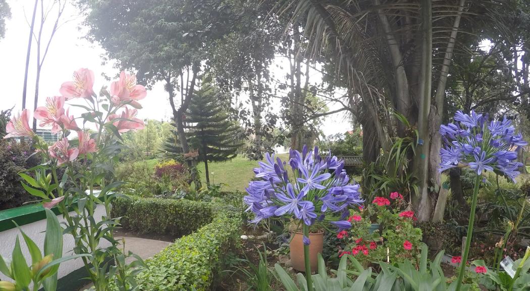 Árboles y plantas que van floreciendo según factores climáticos de Bogotá - Foto: Archivo Alcaldía de Bogotá.