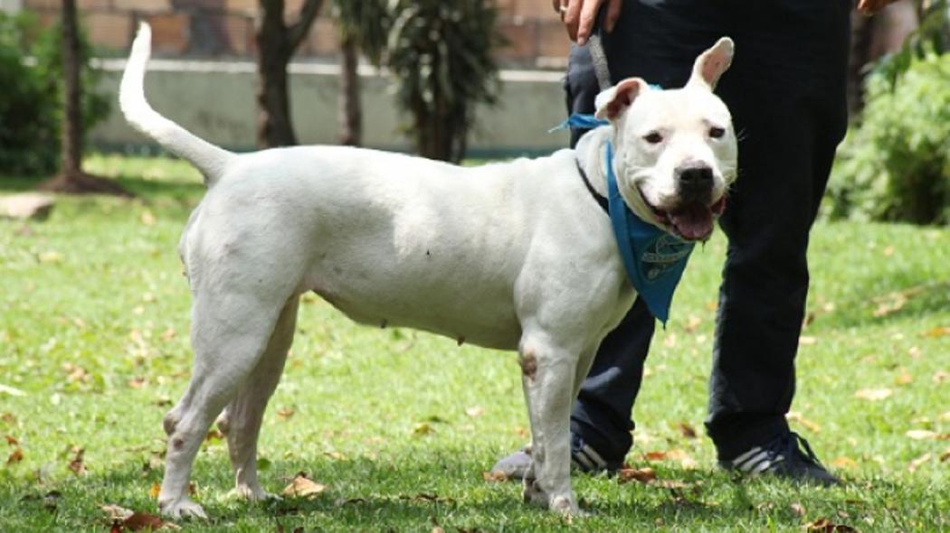 Foto: Instituto de Protección y Bienestar Animal 