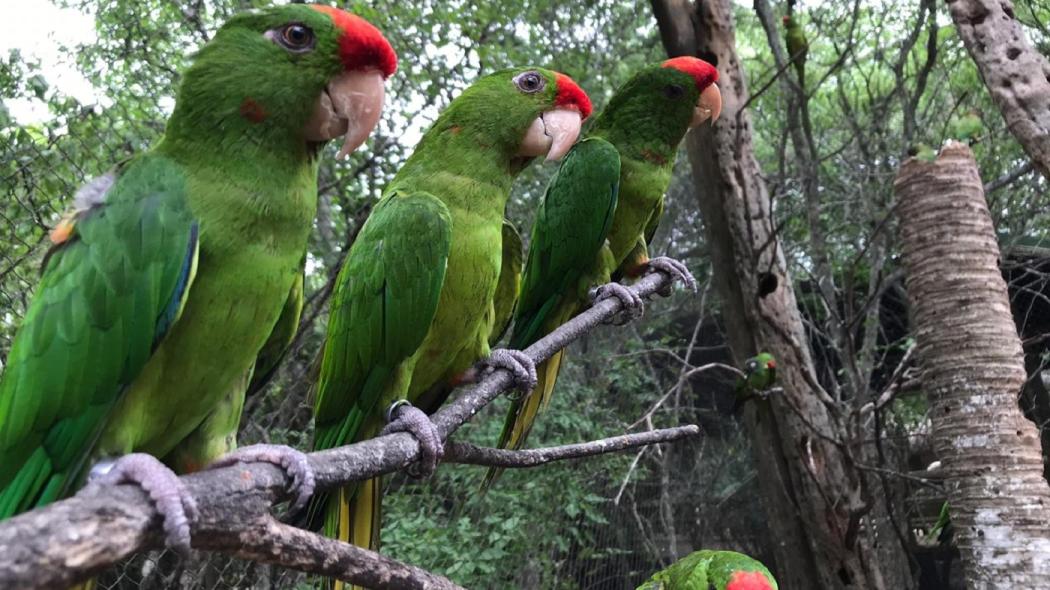 Loras liberadas en el Caribe Colombiano