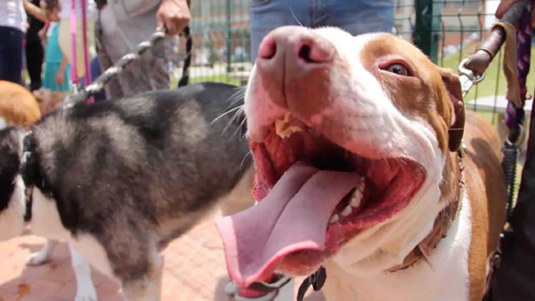 Foto: Instituto de Protección y Bienestar Animal 