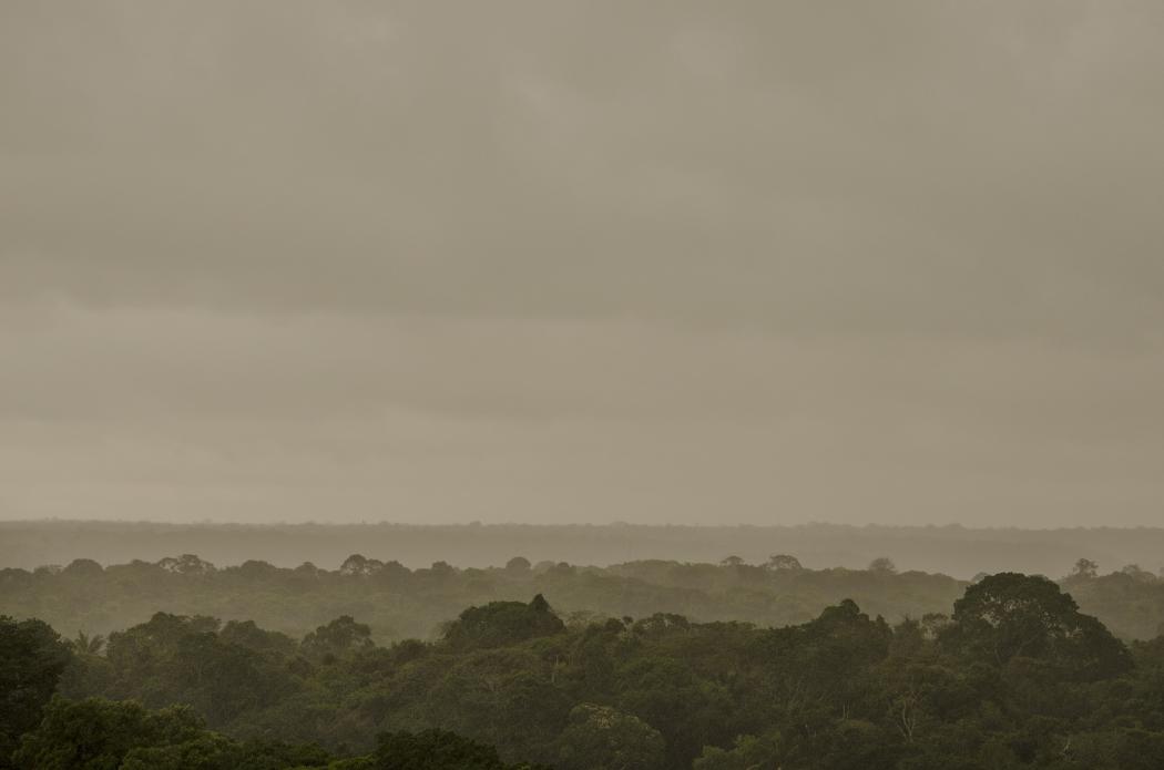 Bosque del Amazonas