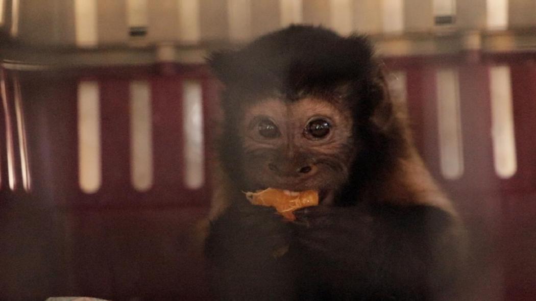 Mona que fue rescatada en Ciudad Bolívar