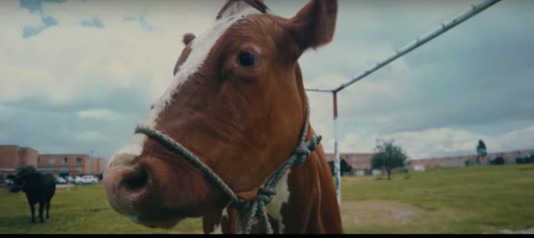 Están volando vacas en Bosa y en Kennedy.