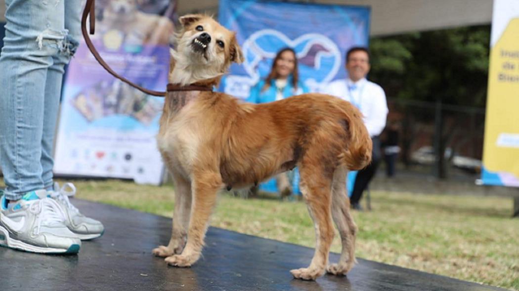 Foto: Instituto de Protección y Bienestar Animal 