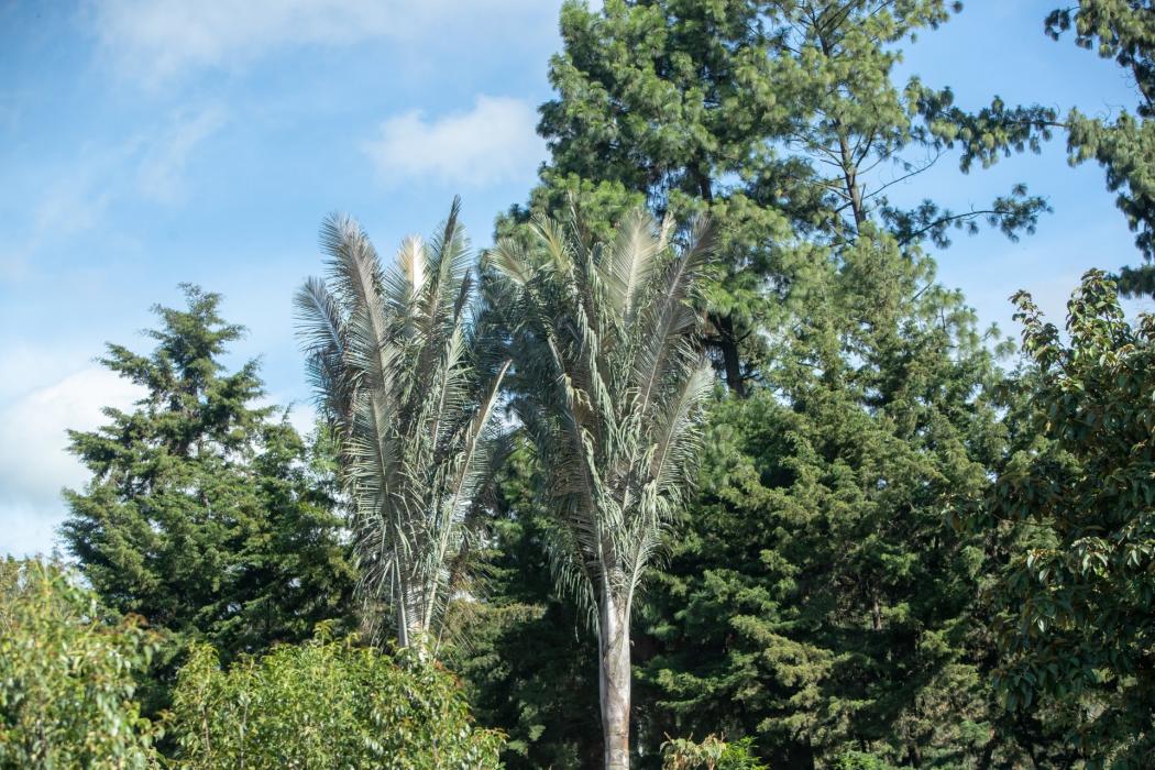 Árboles de Bogotá