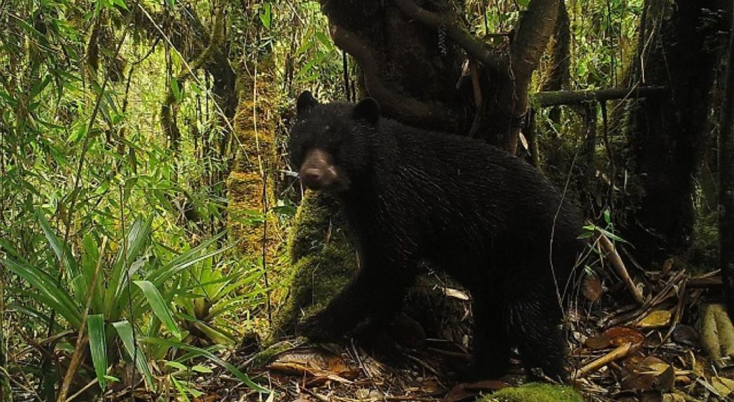 Desde el distrito crece el apoyo para la defensa de los derechos del oso Chucho.