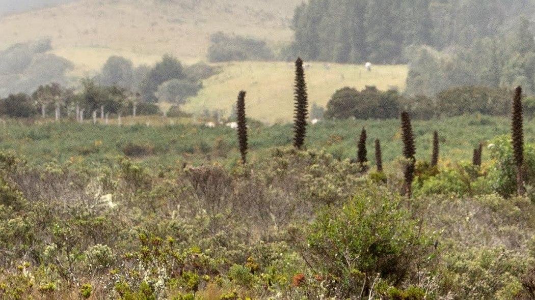 Localidad de Sumapaz