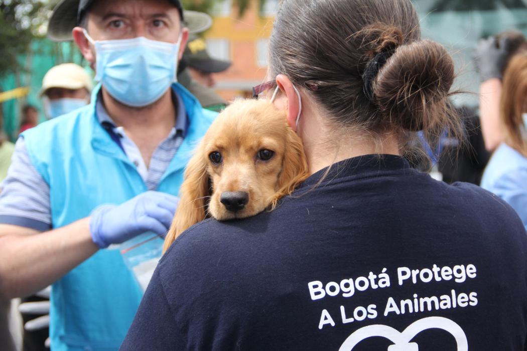 Festival animalista en la Plaza La Santamaría 