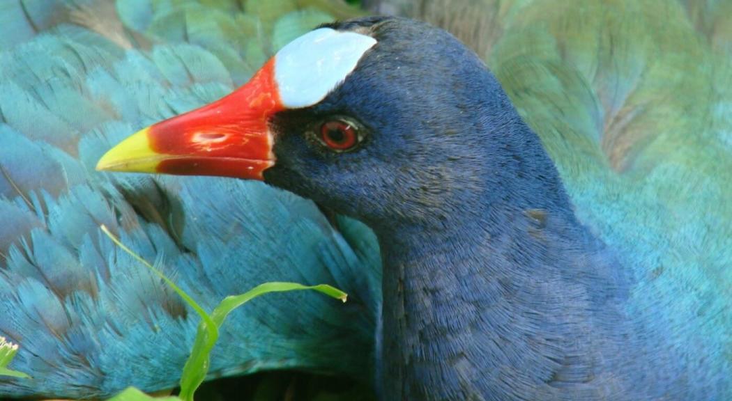 Imagen de una Tingua Azul