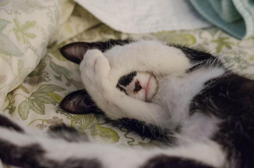 Imagen de un gato tapándose los ojos con las patitas