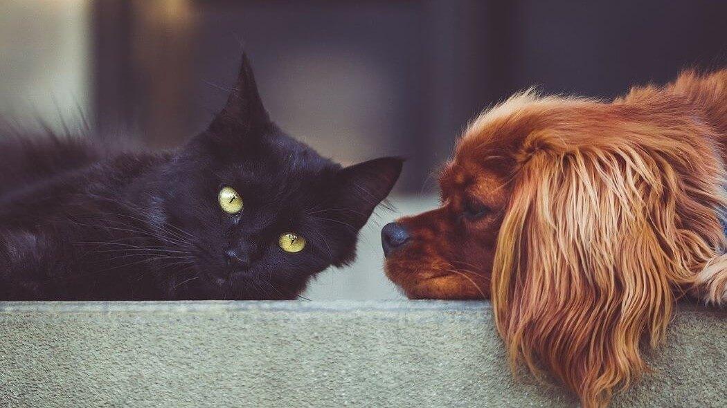 Imagen de un gato y un perro 