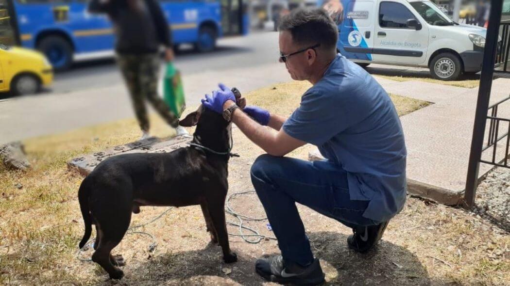 Imagen de Luker siendo atendido por un médico veterinario.