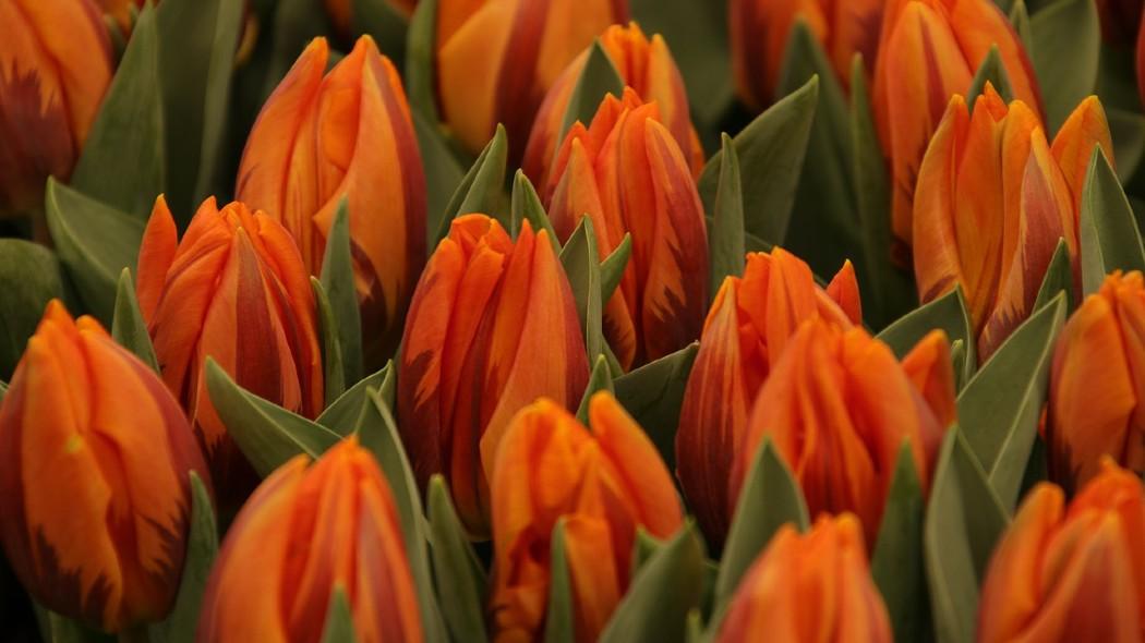 Fotografía de flores en cultivos