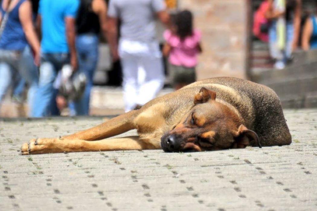 Imagen de un perrito dormido en una calle de Bogotá.