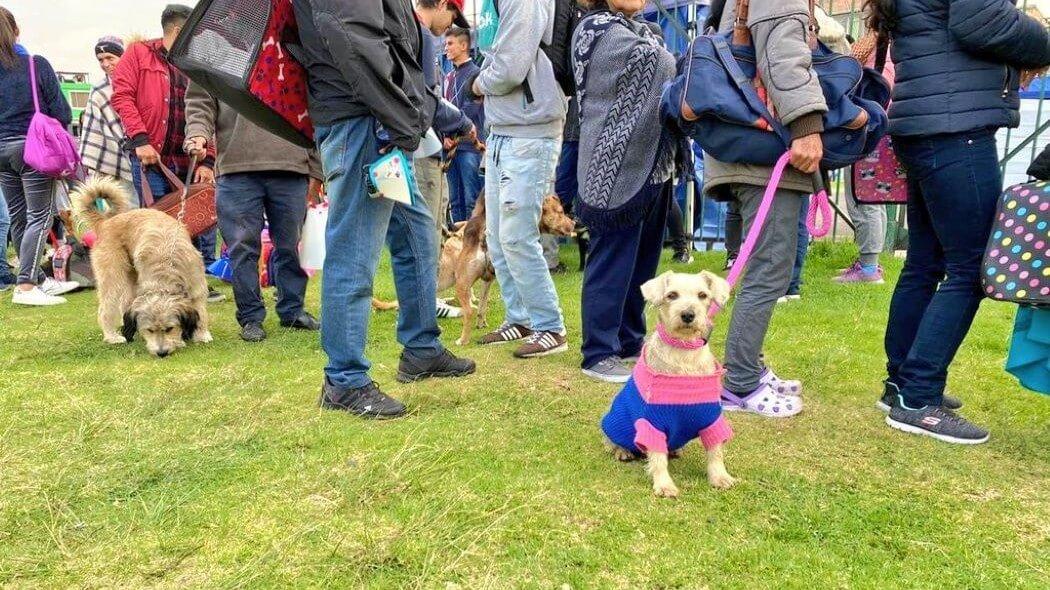 imagen de animales de compañía haciendo fila para esterilización.