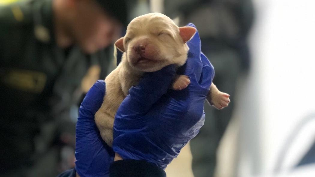 Distrito y policía rescataron perritos de la calle 