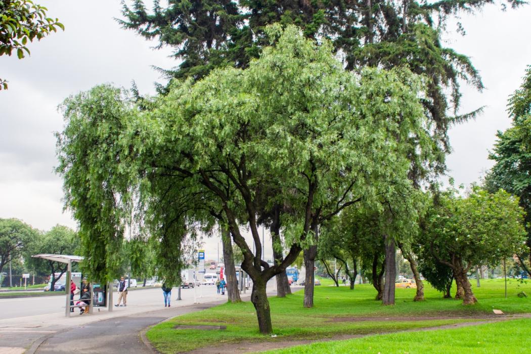 Foto Jardín Botánico de Bogotá. Especie Falso pimiento.