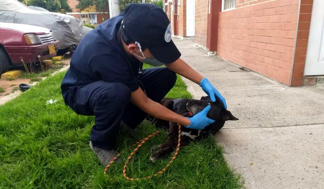 Imagen de la atención a un perro 