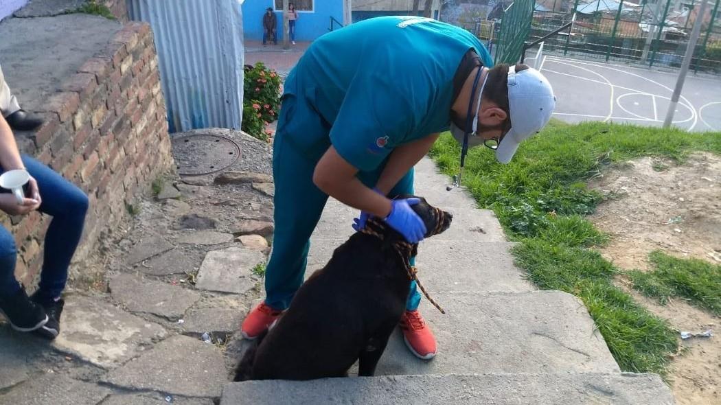 Imagen de la atención a caninos