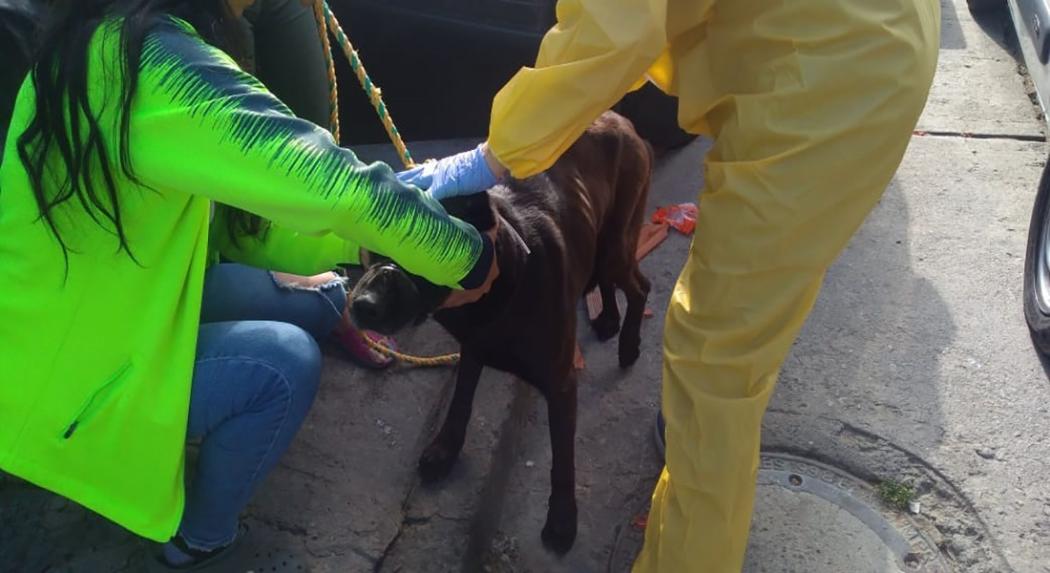 Foto IDPYBA. Perro es valorado por expertos del Instituto.