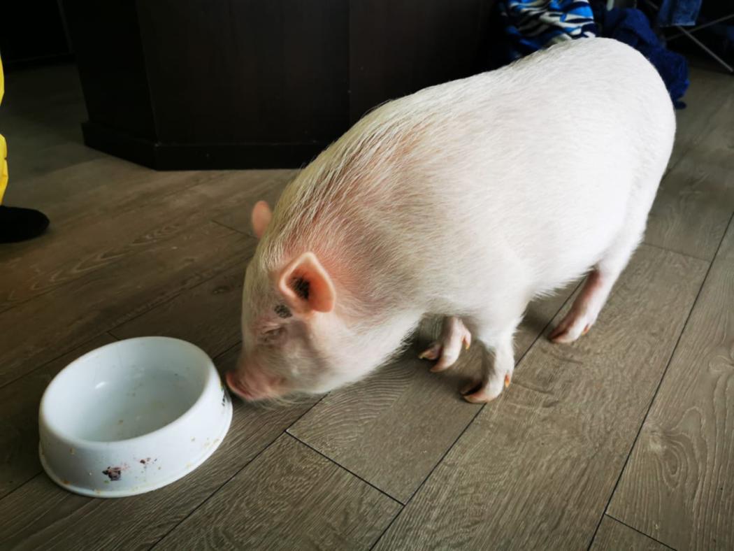 Foto de IDPYBA. Mini pig atendido por el Instituto.