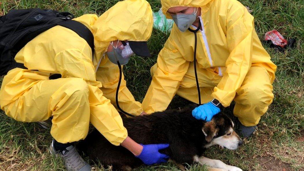 Imagen de atención de urgencias veterinarias.