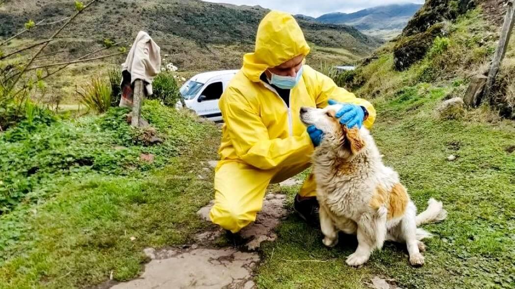 Imagen de la atención a un canino.