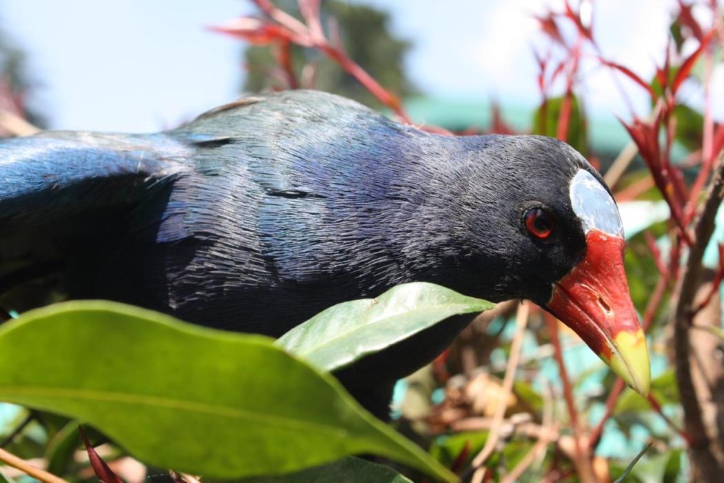 Tingua Azul - Imagen Secretaría de Ambiente