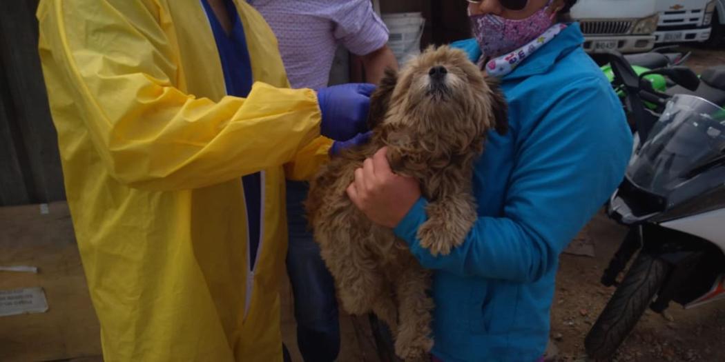 Foto IDPYBA. Perro es valorado por equipo de brigadas médicas.