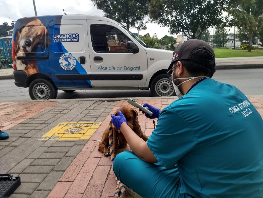 Foto IDPYBA. Perro es valorada por equipo de urgencias veterinarias.