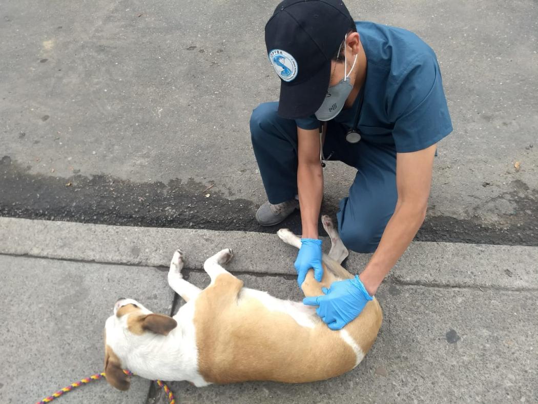 Foto IDPYBA. Perrita es valorada por profesional de urgencias veterinarias