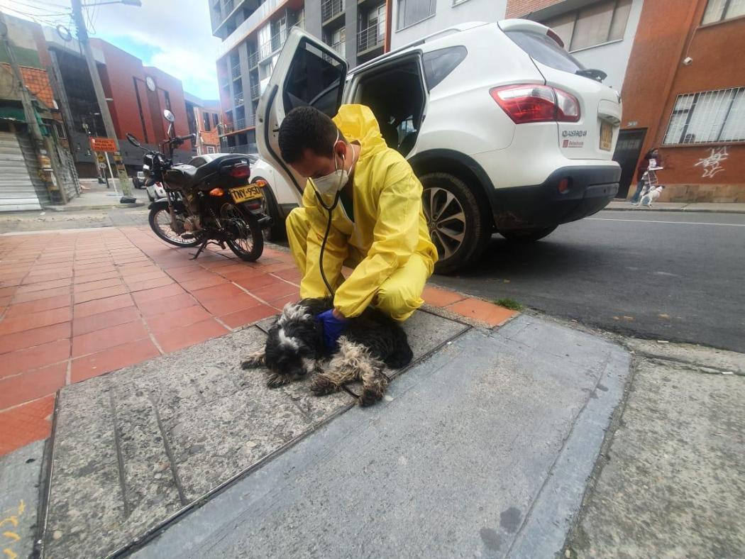 Foto IDPYBA. Perro es atendido por equipo de urgencias veterinarias