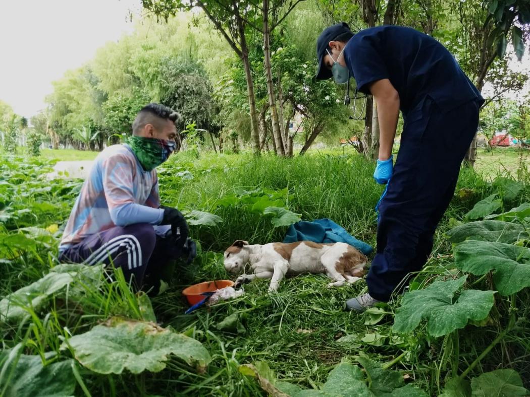 Foto IDPYBA. Perro es atendido por expertos de urgencias veterinarias.