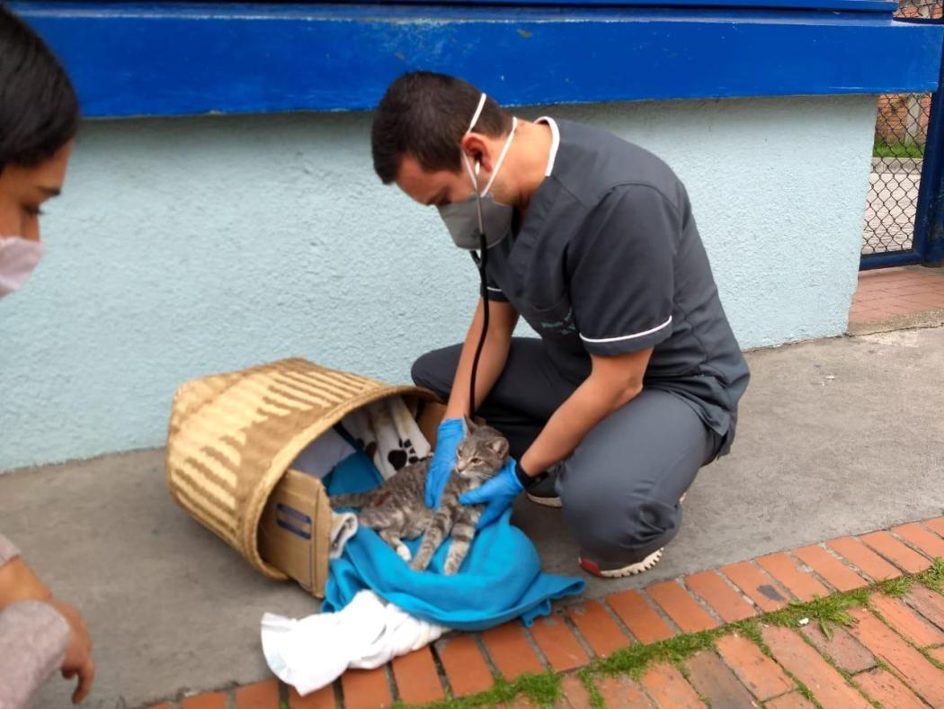 Foto IDPYBA. Atención a gata por parte de expertos de urgencias veterinarias.