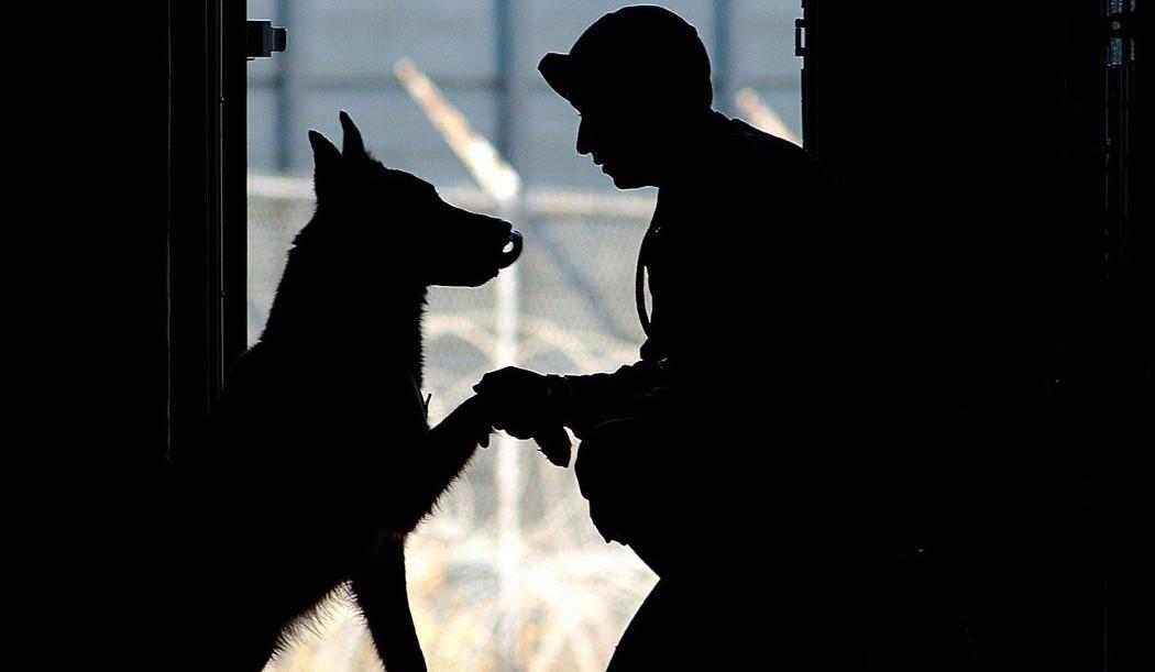 Imagen de un perro que recibe el adiestramiento 