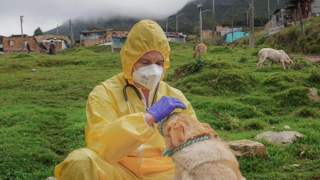 Imagen de un veterinario atendiendo a un perrito.