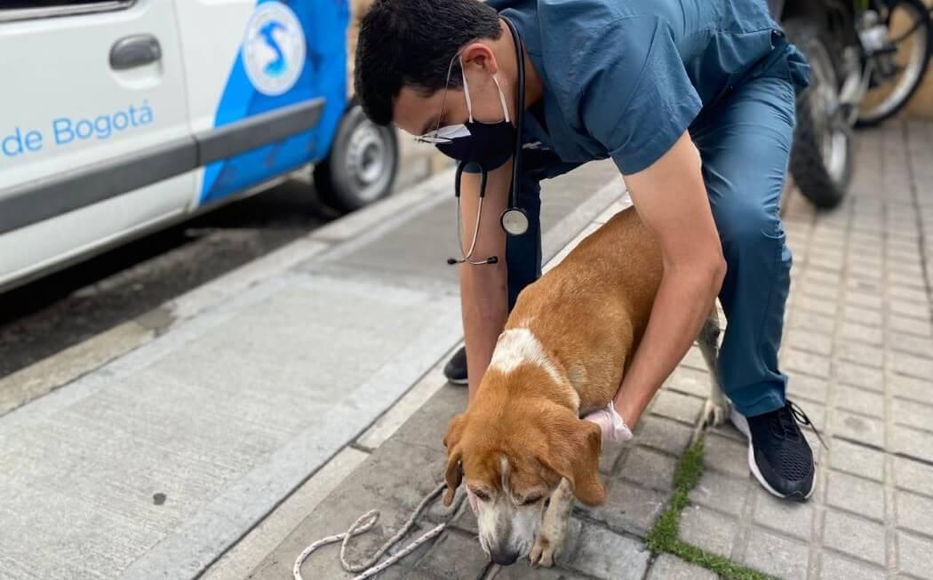 Imagen de atención veterinaria en Bogotá.