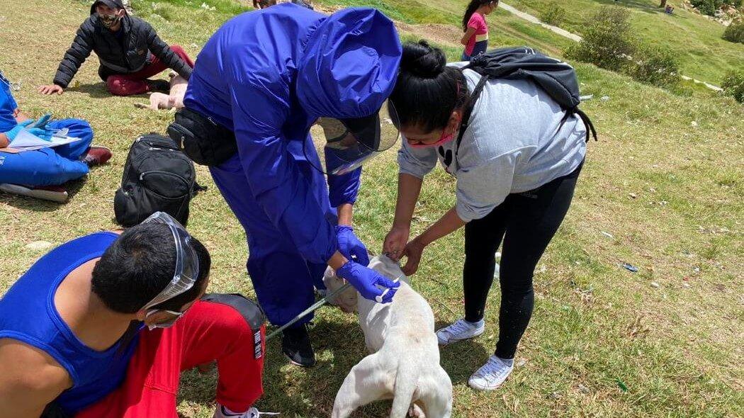 Imagen de la atención veterinaria 