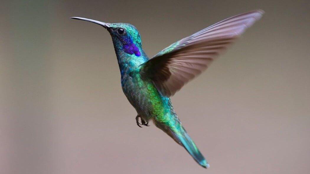 Imagen de un colibrí suspendido en el aire.