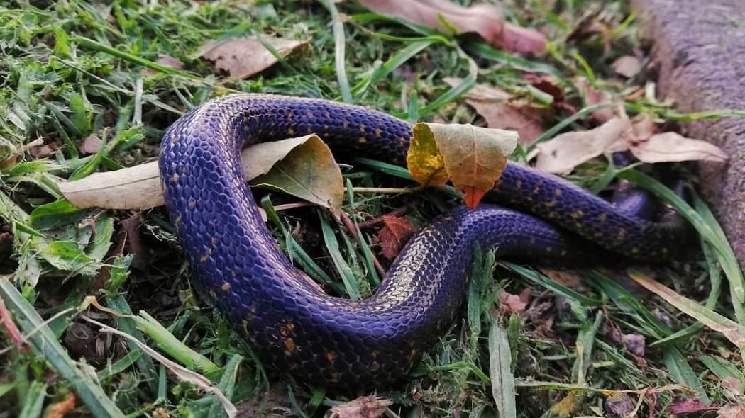 Imagen de la serpiente sabanera.