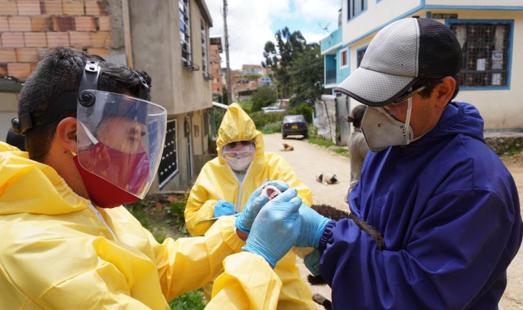 Foto IDPYBA. Equipo de brigada médica valora animales en la localidad de Usme.