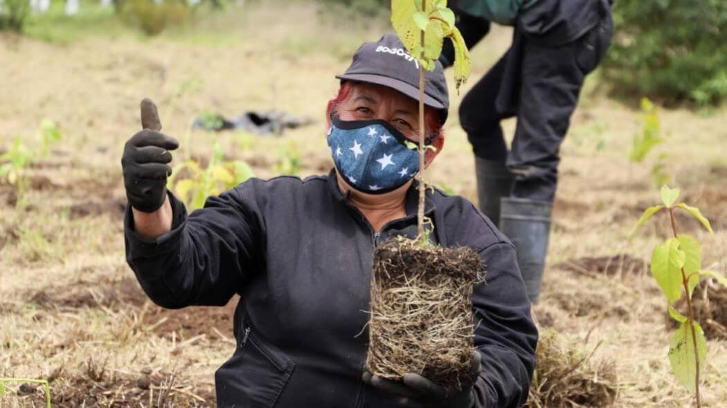 Imagen de una mujer plantando un árbol.