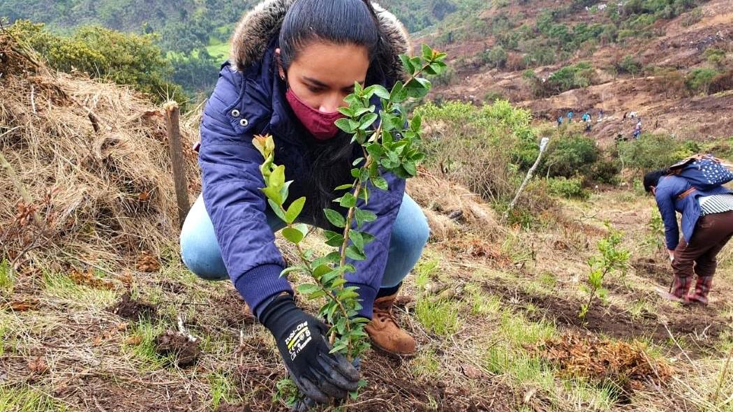 Imagen de una mujer plantando un árbol.