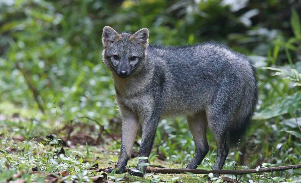 Imagen de un zorro perruno.