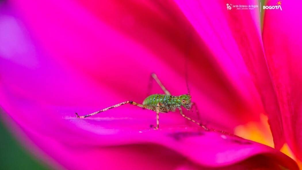 Imagen de un grillo en una flor.