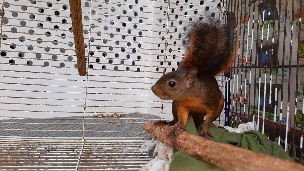 Imagen de una ardilla cola roja.