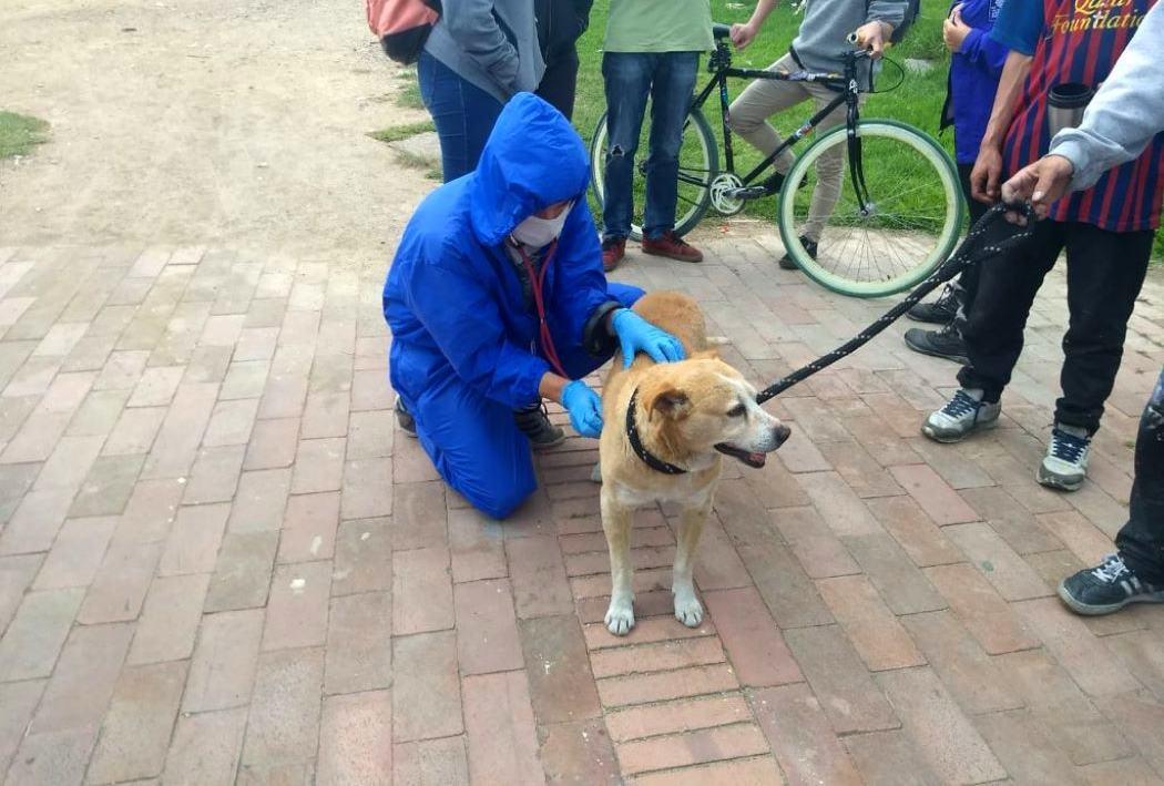 Imagen de la atención a caninos.